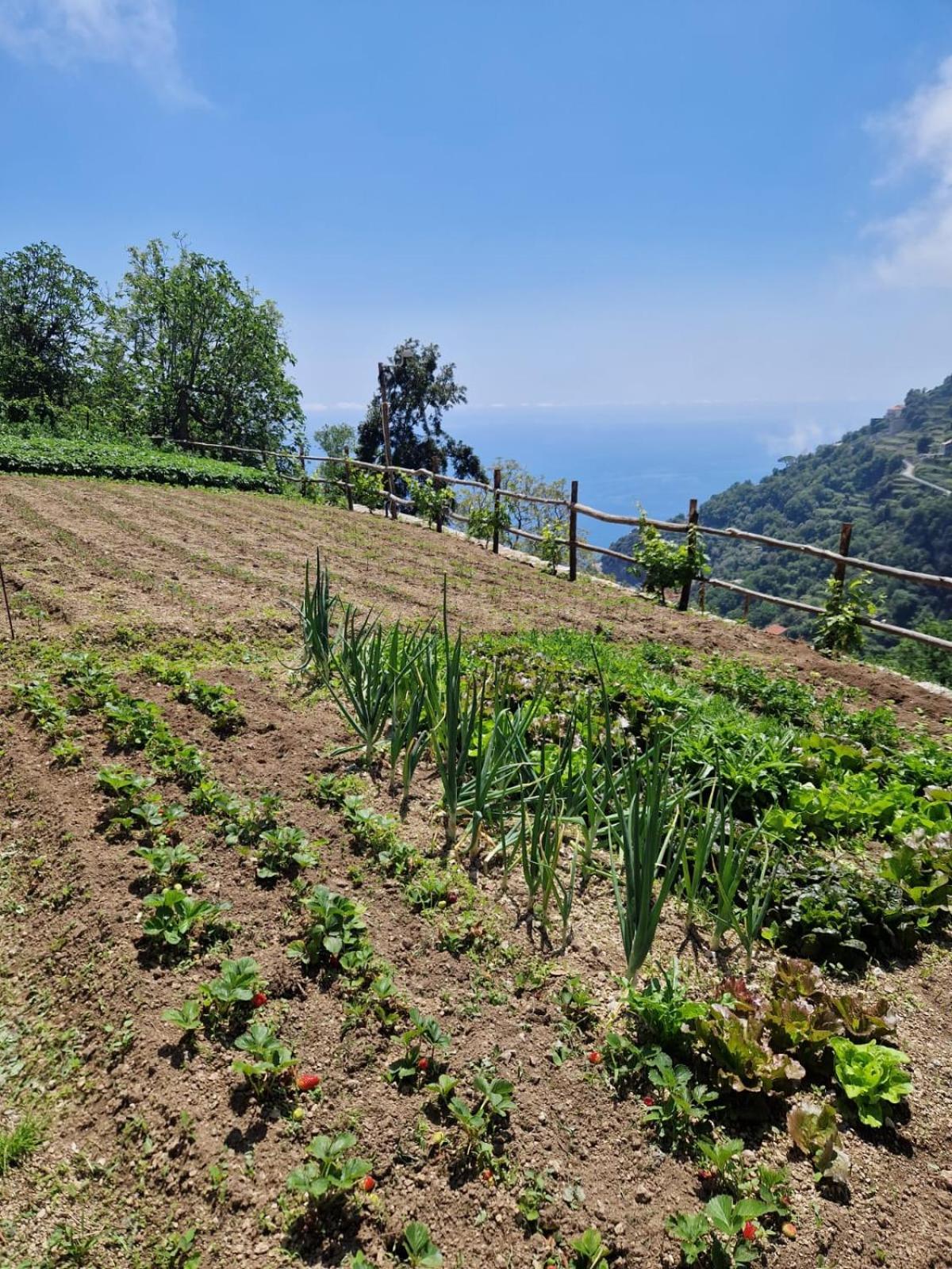 Agriturismo Orrido Di Pino Villa Agerola Exterior photo